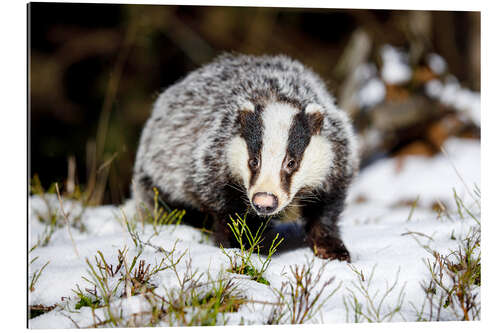 Galleriprint European badger