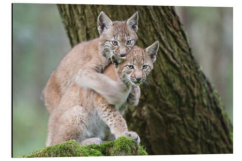 Tableau en aluminium Deux jeunes lynx