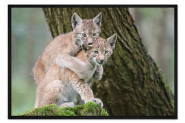 Gerahmter Kunstdruck Zwei junge Luchse