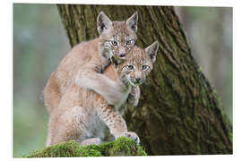 Foam board print Two young lynxes