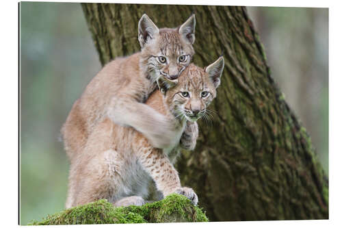 Gallery print Two young lynxes