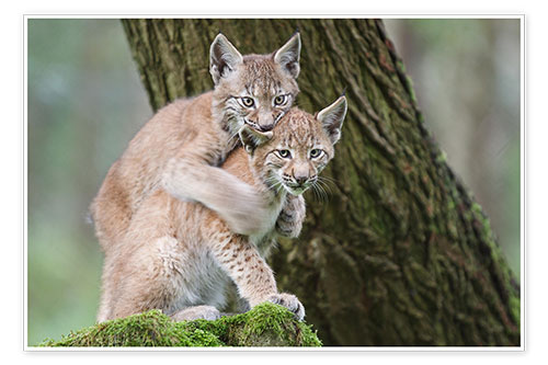 Poster Two young lynxes