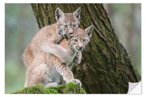 Wall sticker Two young lynxes