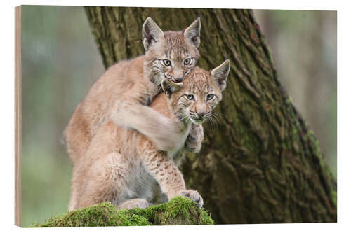 Trätavla Two young lynxes