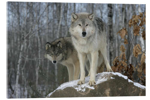 Acrylglasbild Grauer Wolf