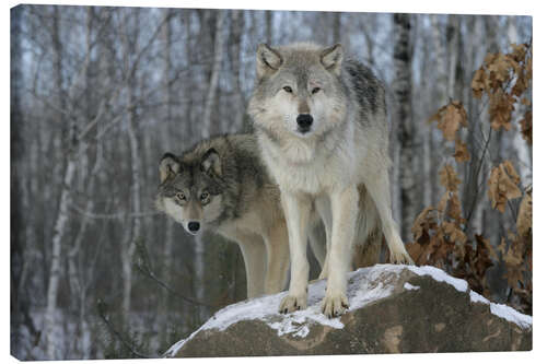 Canvas print Grey Wolf