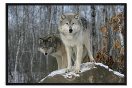 Gerahmter Kunstdruck Grauer Wolf