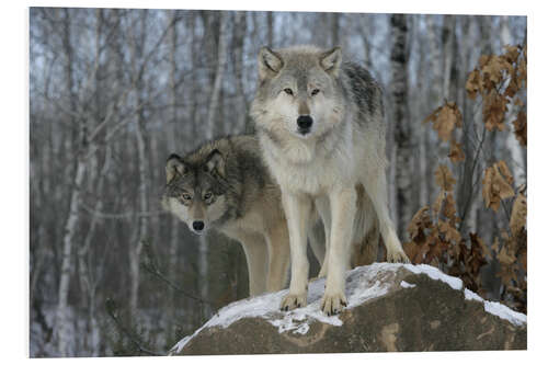 Foam board print Grey Wolf