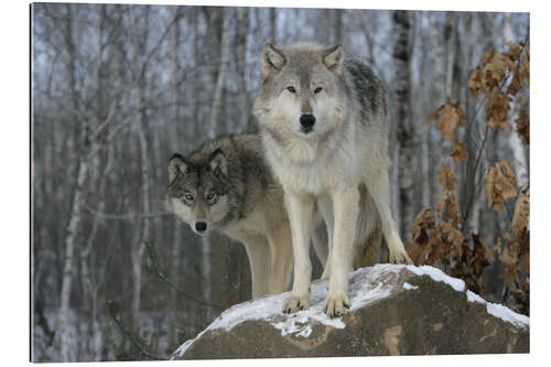 Gallery print Grey Wolf