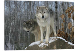 Tableau en plexi-alu Loup gris