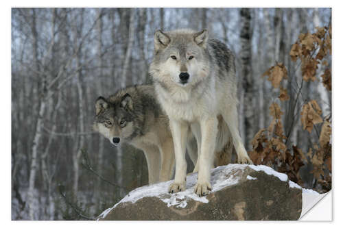 Naklejka na ścianę Grey Wolf