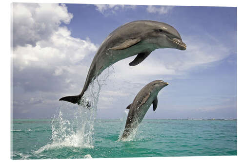 Acrylic print Bottlenose dolphin