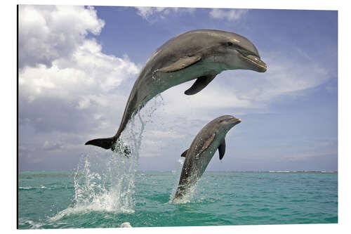 Aluminium print Bottlenose dolphin