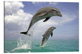 Aluminium print Bottlenose dolphin