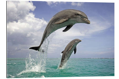 Gallery print Bottlenose dolphin