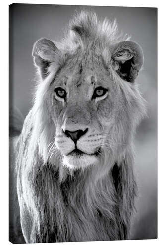 Canvas print Young lion