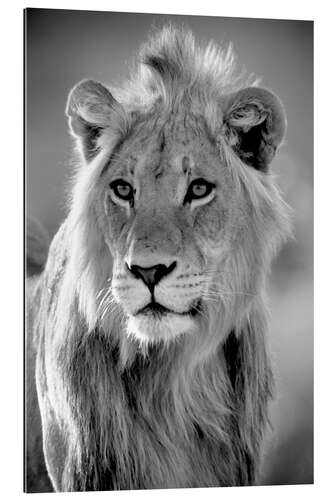 Gallery print Young lion