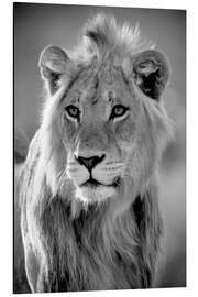 Magnettafel Junger Löwe