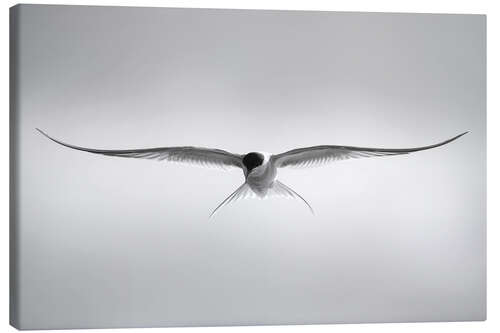 Tableau sur toile Sterne arctique en vol