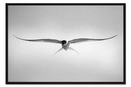 Gerahmter Kunstdruck Küstenseeschwalbe im Flug