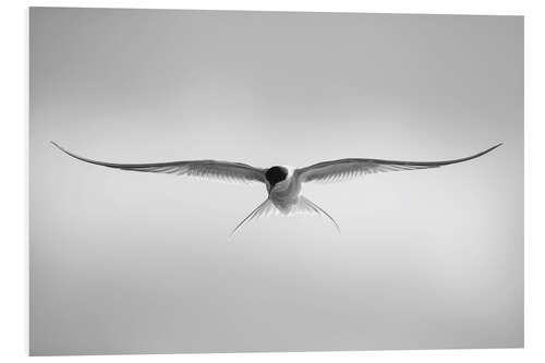 Print på skumplade Arctic tern in flight