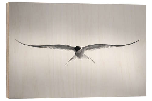 Wood print Arctic tern in flight