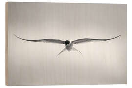 Wood print Arctic tern in flight