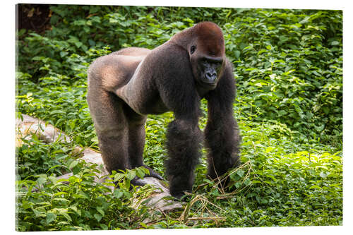 Acrylic print Western lowland gorilla