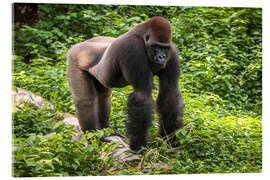 Obraz na szkle akrylowym  Western lowland gorilla - Matthias Graben