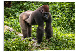 Aluminiumsbilde Western lowland gorilla