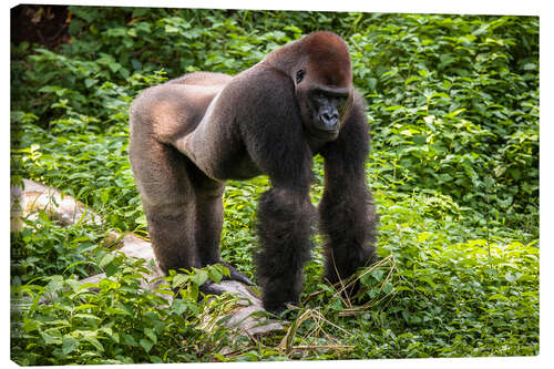 Leinwandbild Westlicher Flachlandgorilla