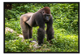 Gerahmter Kunstdruck Westlicher Flachlandgorilla