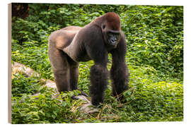 Holzbild Westlicher Flachlandgorilla