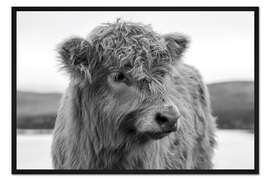 Gerahmter Kunstdruck Schottisches Hochlandrind