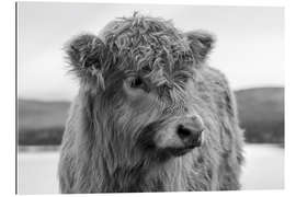 Galleriprint Scottish highland cattle