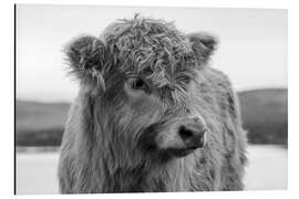 Magnettafel Schottisches Hochlandrind