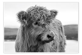 Wall print  Scottish highland cattle - Matthias Graben