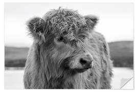 Wall sticker Scottish highland cattle