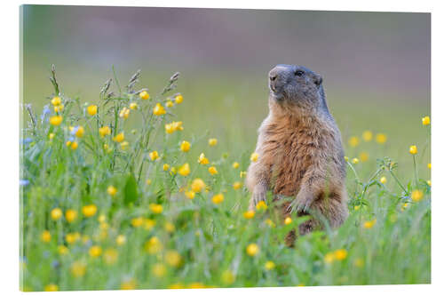 Akrylbilde Alpine marmot