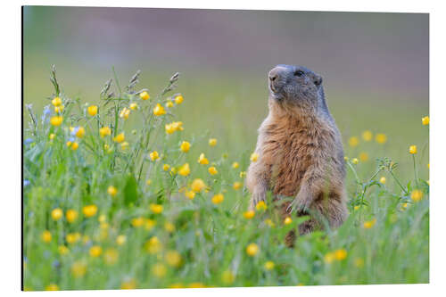 Aluminium print Alpine marmot