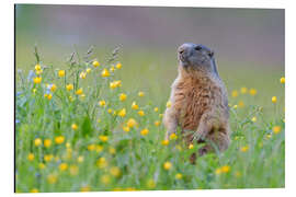 Aluminium print Alpine marmot