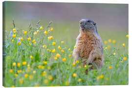 Canvas print Alpine marmot