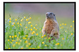 Gerahmter Kunstdruck Alpenmurmeltier