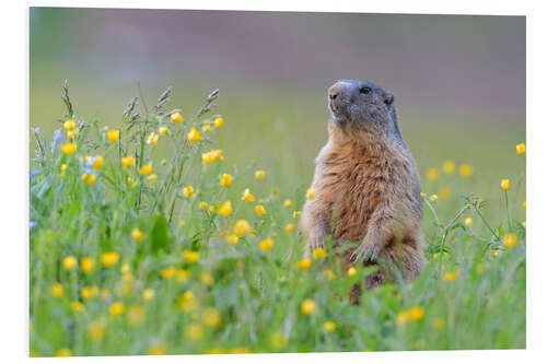 Foam board print Alpine marmot