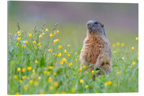 Stampa su plexi-alluminio Marmotta alpina