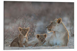 Aluminium print Lioness with two cubs