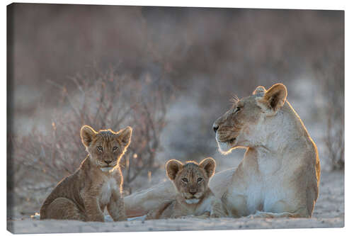 Canvas print Lioness with two cubs