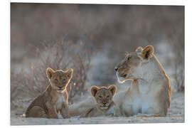 Tableau en PVC Lionne avec deux petits