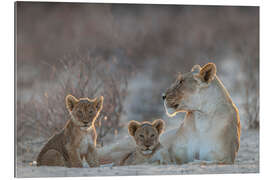 Gallery print Lioness with two cubs