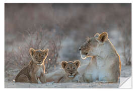 Selvklebende plakat Lioness with two cubs